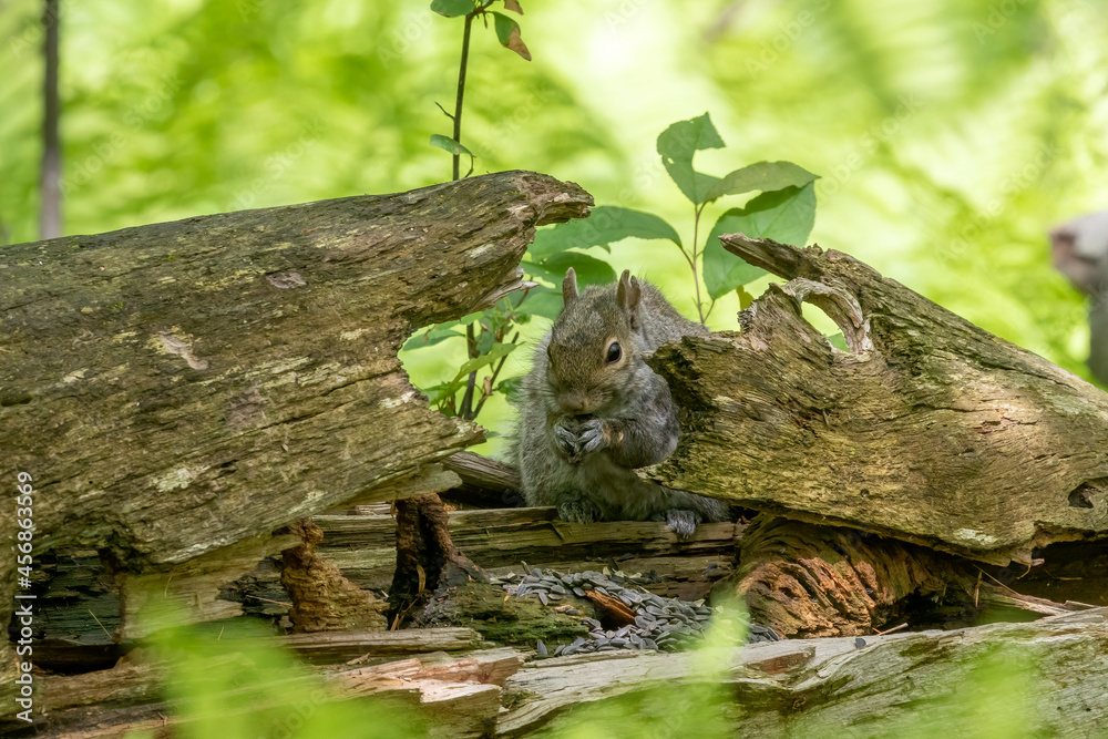 Eastern gray squirrel, known as the grey squirrel is native animal  to eastern North America