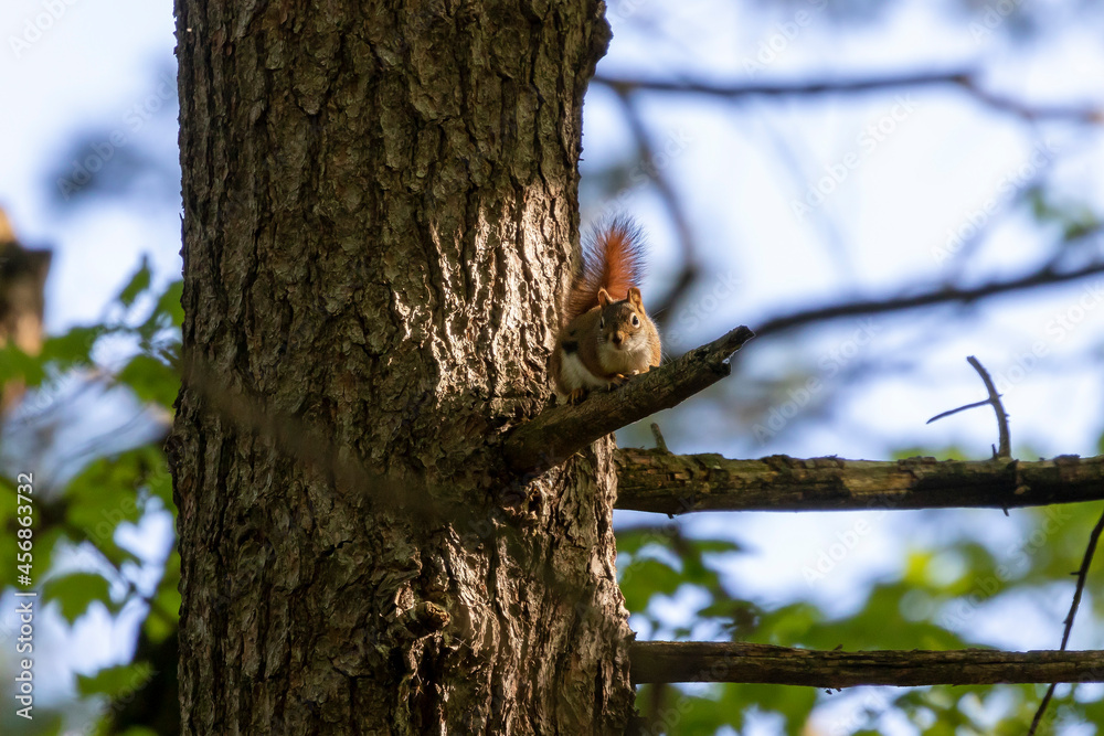 Obraz premium The American red squirrel -Tamiasciurus hudsonicus in the park