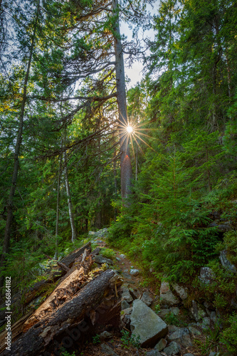 Forest of Swiss stone pine Trees illuminated by Sunbeams a Carpet of Moss and stones covering the forest floor. Natural relict Swiss stone pine / Arolla pine (Pinus cembra) forest in the Carpathian