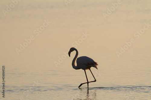 Greater Flamingo Phoenicopterus roseus from Camargue  southern France