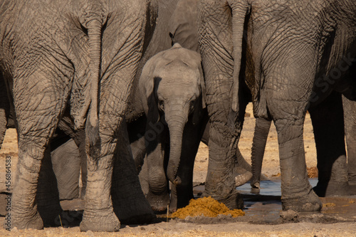 Canvas Print A herd of elephants drinking water at a watering hole