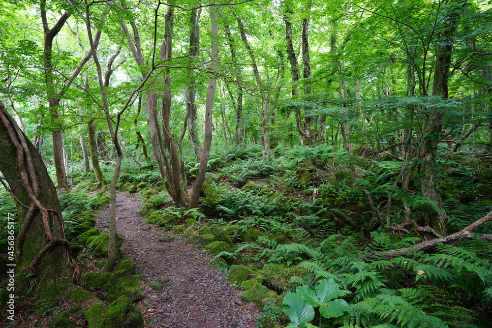 a refreshing spring forest with a path a refreshing spring forest with a path