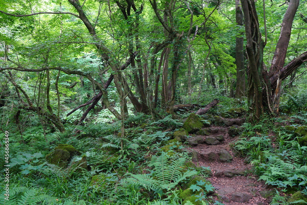 Fototapeta premium a refreshing spring forest with a path