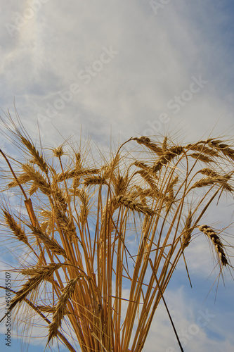 a bunch of wheat ears on the sky background