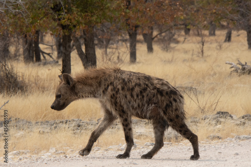 A spotted hyaena walking in the bushveld at Ethosha National Park  Namibia