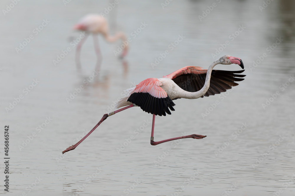 Obraz premium Greater Flamingo Phoenicopterus roseus from Camargue, southern France