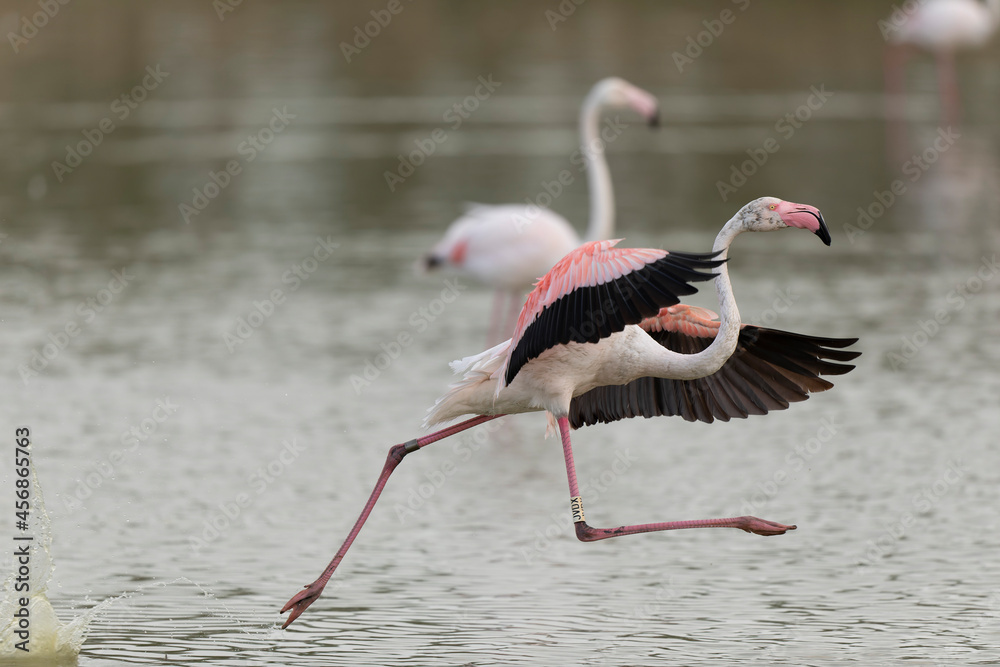 Fototapeta premium Greater Flamingo Phoenicopterus roseus from Camargue, southern France