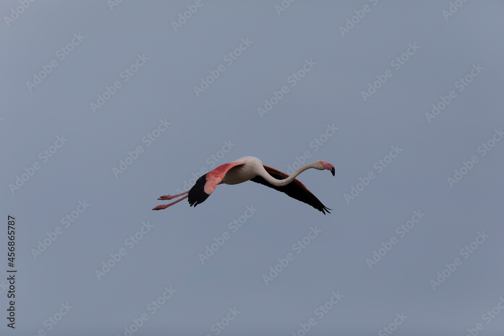 Fototapeta premium Greater Flamingo Phoenicopterus roseus from Camargue, southern France