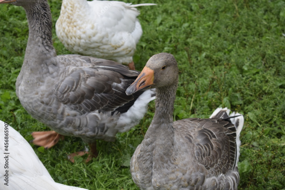 Obraz premium geese in the park