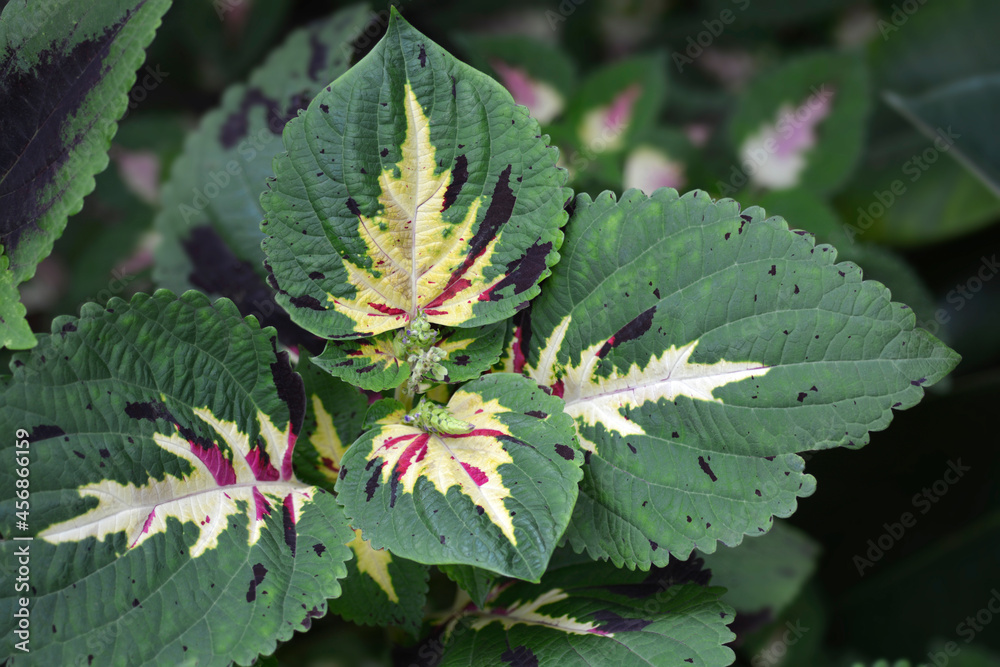 Painted nettle Painted nettle