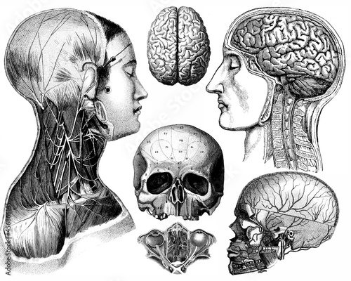Medical - Victorian Anatomical Illustrations - isolated on a white background for cut out.