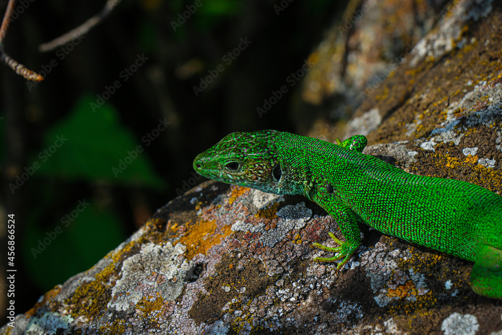 Small lizard. Green reptile. Spring time. Sunny day.