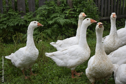 flock of geese on the lawn near the house