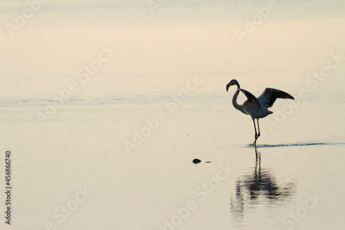 Greater Flamingo Phoenicopterus roseus from Camargue  southern France