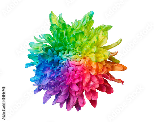 One colored chrysanthemum on white background, top view, isolated. Chrysanthemum is painted in rainbow colors. Set 1 of 5. photo