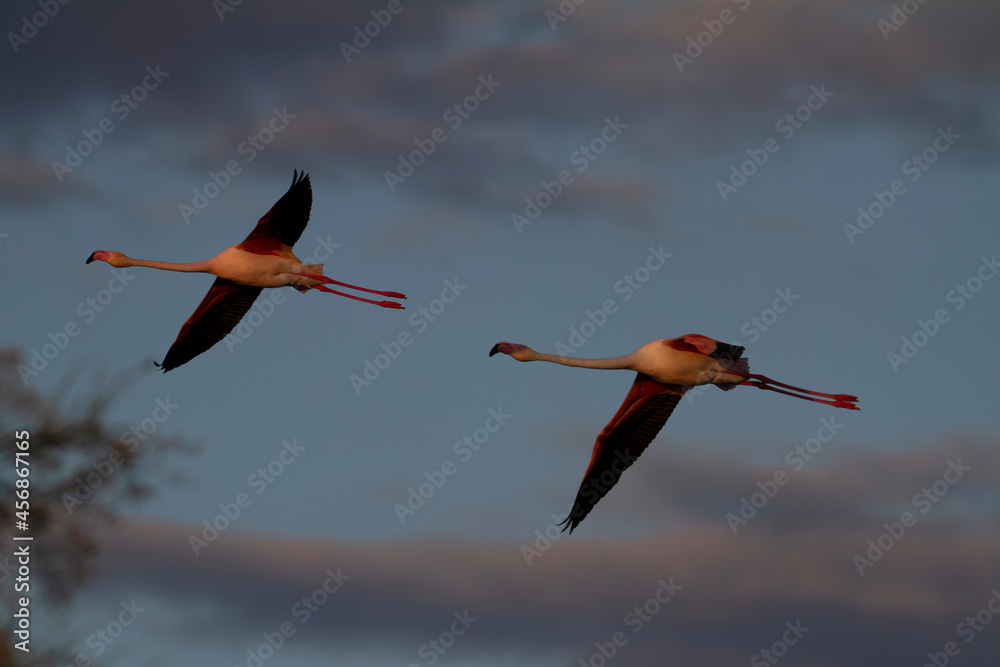 Obraz premium Greater Flamingo Phoenicopterus roseus from Camargue, southern France