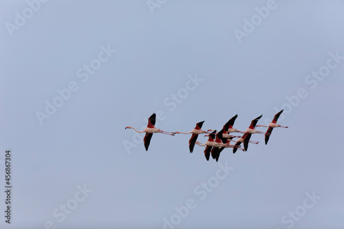 Greater Flamingo Phoenicopterus roseus from Camargue, southern France