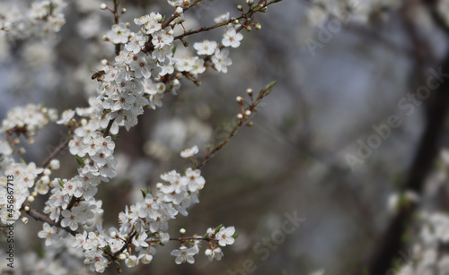 Blooming cherry plum branch © kremldepall