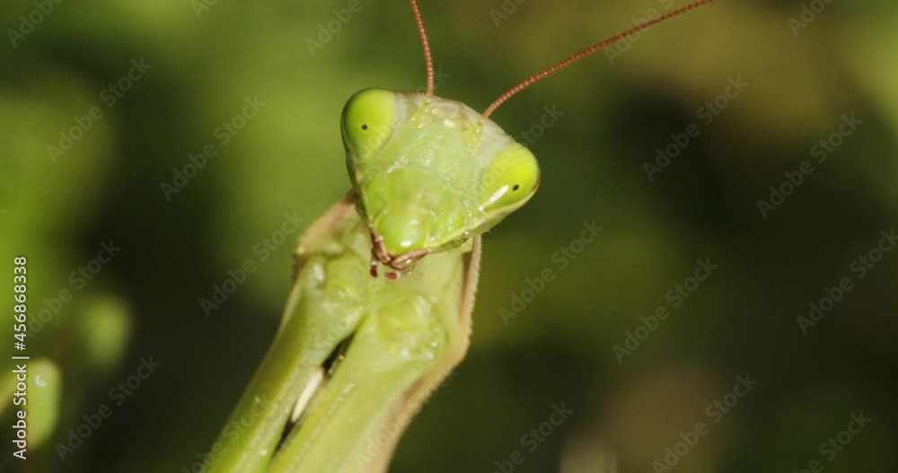 The European mantis (praying mantis) close-up The European mantis (praying mantis) close-up