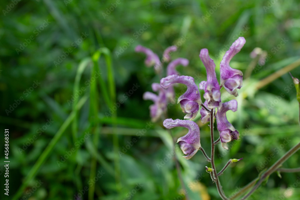 a small purple flower in green bushes, a small purple flower in green bushes,