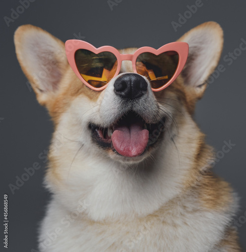 Cheerful doggy with heart shaped eyeglasses against gray background © Fxquadro