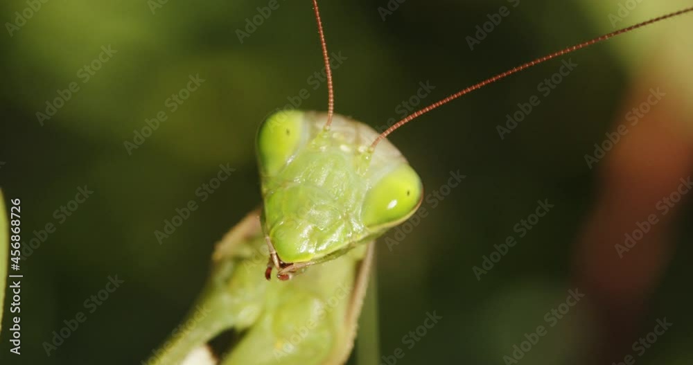 The European mantis (praying mantis) close-up The European mantis (praying mantis) close-up
