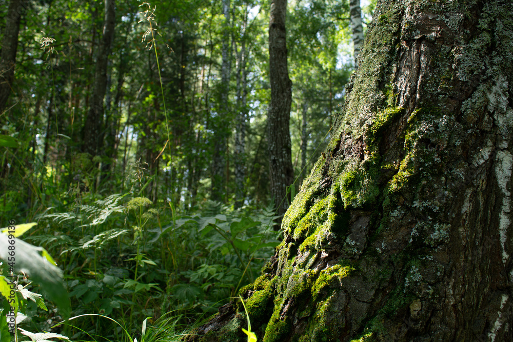 green forest, moss on the trunk of a tree. a summer day. natural texture green forest, moss on the trunk of a tree. a summer day. natural texture