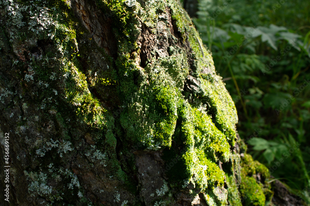 green forest, moss on the trunk of a tree. a summer day. natural texture