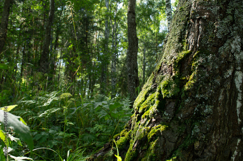 green forest  moss on the trunk of a tree. a summer day. natural texture