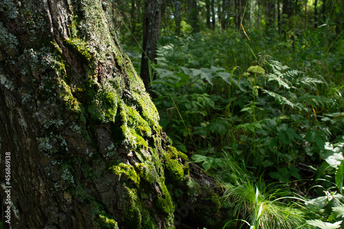 green forest, moss on the trunk of a tree. a summer day. natural texture