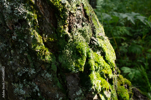 green forest, moss on the trunk of a tree. a summer day. natural texture