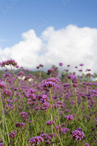 Lavender Verbena Bonariensis is a purple flower  hydrangea in the background.