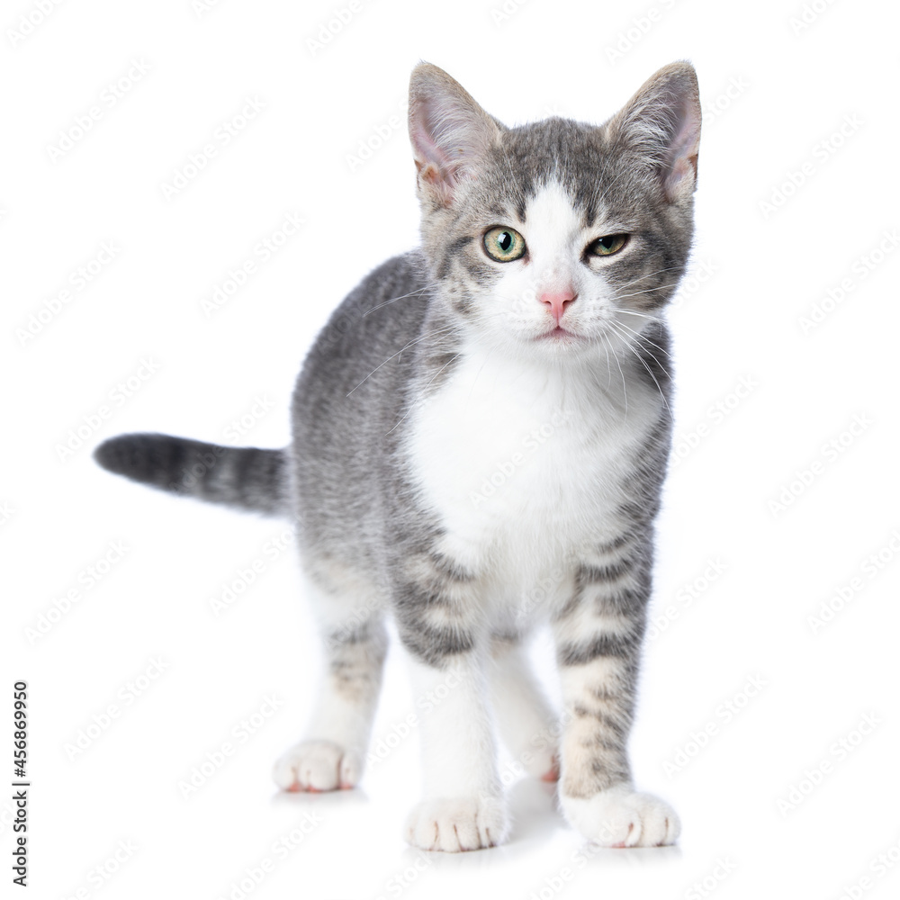 Cute tabby kitten on white background Cute tabby kitten on white background