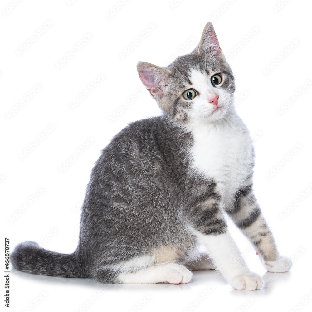 Obraz premium Cute tabby kitten on white background