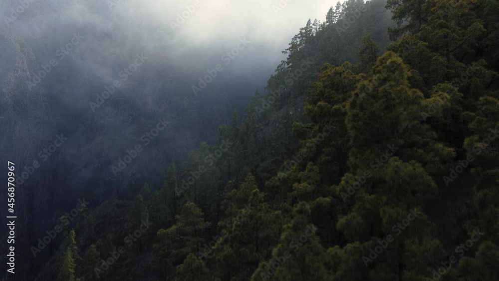 Dense Trees Over The Ravine Covered With Foggy Clouds On Morning Near Guimar, Santa Cruz de Tenerife, Spain. - Drone Panning
Dense Trees Over The Ravine Covered With Foggy Clouds On Morning Near Guimar, Santa Cruz de Tenerife, Spain. - Drone Panning