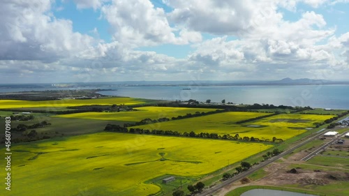 AERIAL Push Over Golden Canola Farmland Near Geelong, Australia photo