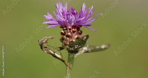 The flower of Centaurea triumfettii, the squarrose knapweed photo