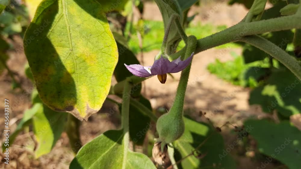 Eggplant flower. Its other names aubergine and brinjal. It is a plant species in the nightshade