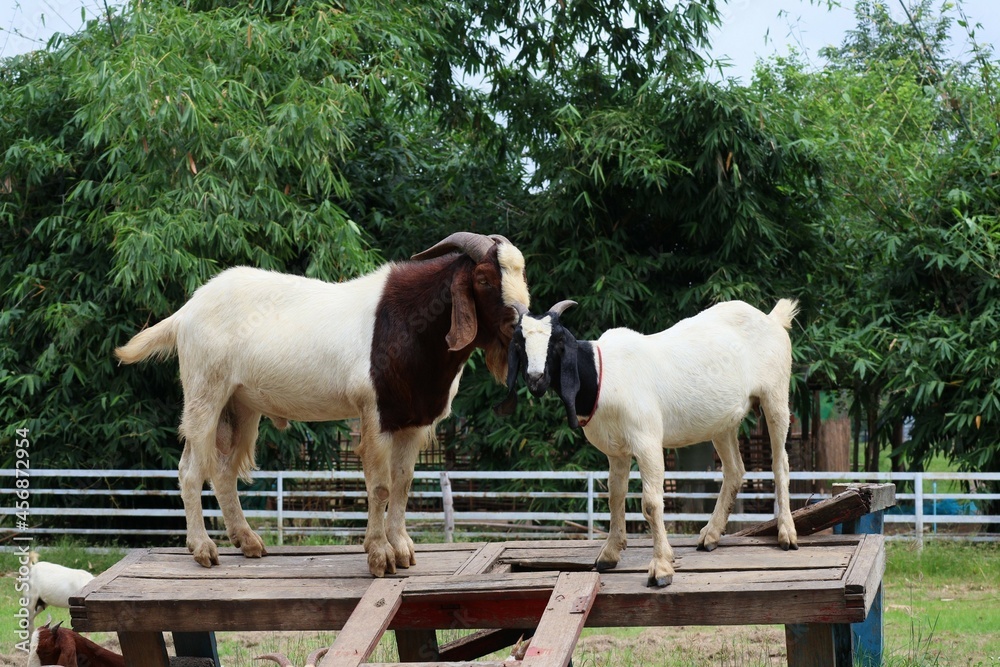 Fototapeta premium white goat on a farm