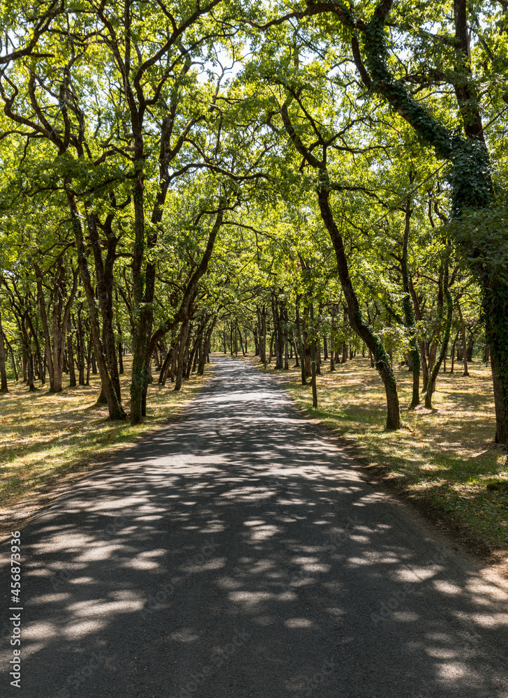 Road through the picturesque oak forest in Eyrignac in Dordogne. France Road through the picturesque oak forest in Eyrignac in Dordogne. France