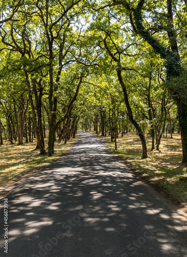 Fototapeta Naklejka Na Ścianę i Meble -  Road through the picturesque oak forest in Eyrignac in Dordogne. France