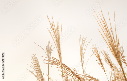 Dry beige reeds. Autumn pampas grass plants background. 