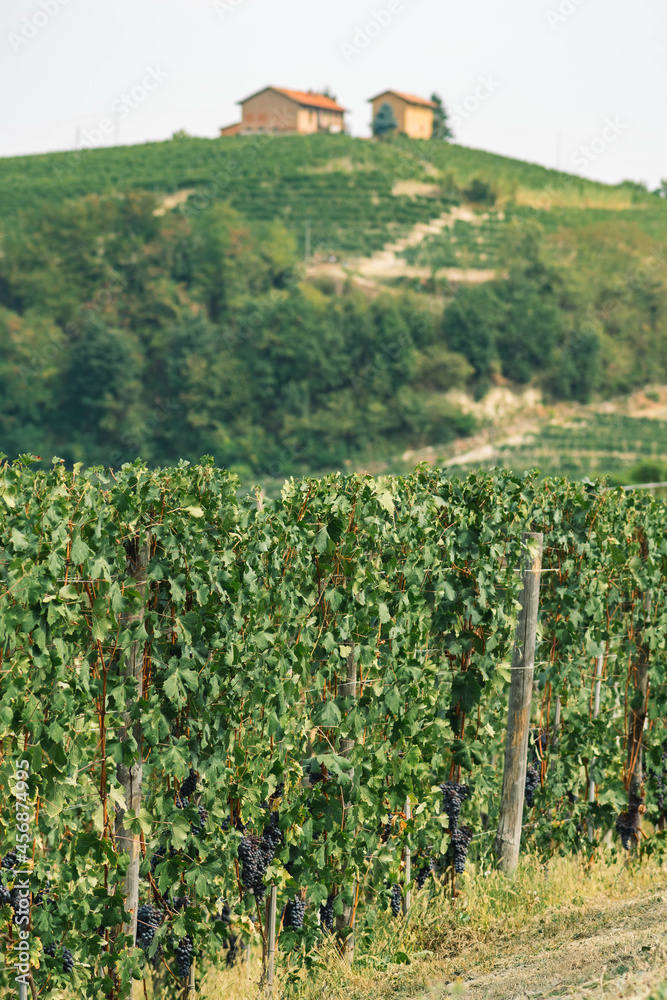 Rows of vines of black nebbiolo grapes with green leaves in the vineyards, Piemonte, Langhe wine district and Unesco heritage, Italy, in September before harvest, vertical