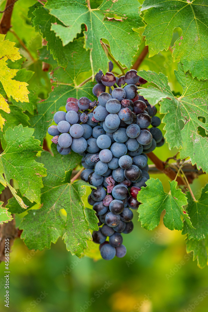 Beautiful bunch of black nebbiolo grapes with green leaves in the vineyards of Barolo, Piemonte, Langhe wine district and Unesco heritage, Italy, in September before harvest, close up, vertical