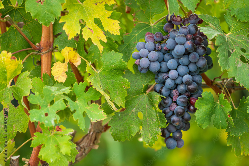 Beautiful bunch of black nebbiolo grapes with green leaves in the vineyards of Barolo, Piemonte, Langhe wine district and Unesco heritage, Italy, in September before harvest, close up