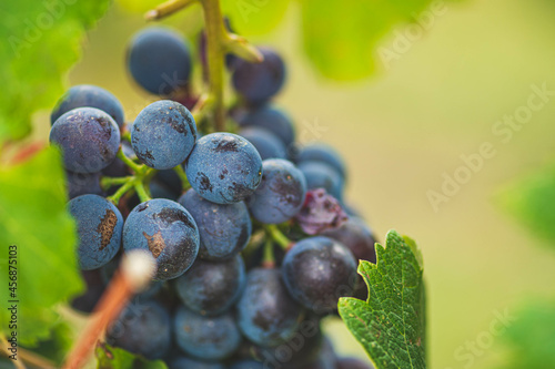 Beautiful bunch of black nebbiolo grapes with green leaves in the vineyards of Barolo, Piemonte, Langhe wine district and Unesco heritage, Italy, in September before harvest, close up photo