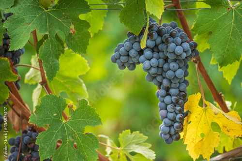 Beautiful bunch of black nebbiolo grapes with green leaves in the vineyards of Barolo, Piemonte, Langhe wine district and Unesco heritage, Italy, in September before harvest, close up photo