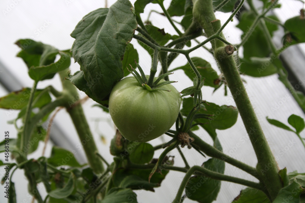 Tomatoes on a branch in the greenhouse. Autumn. Harvesting.