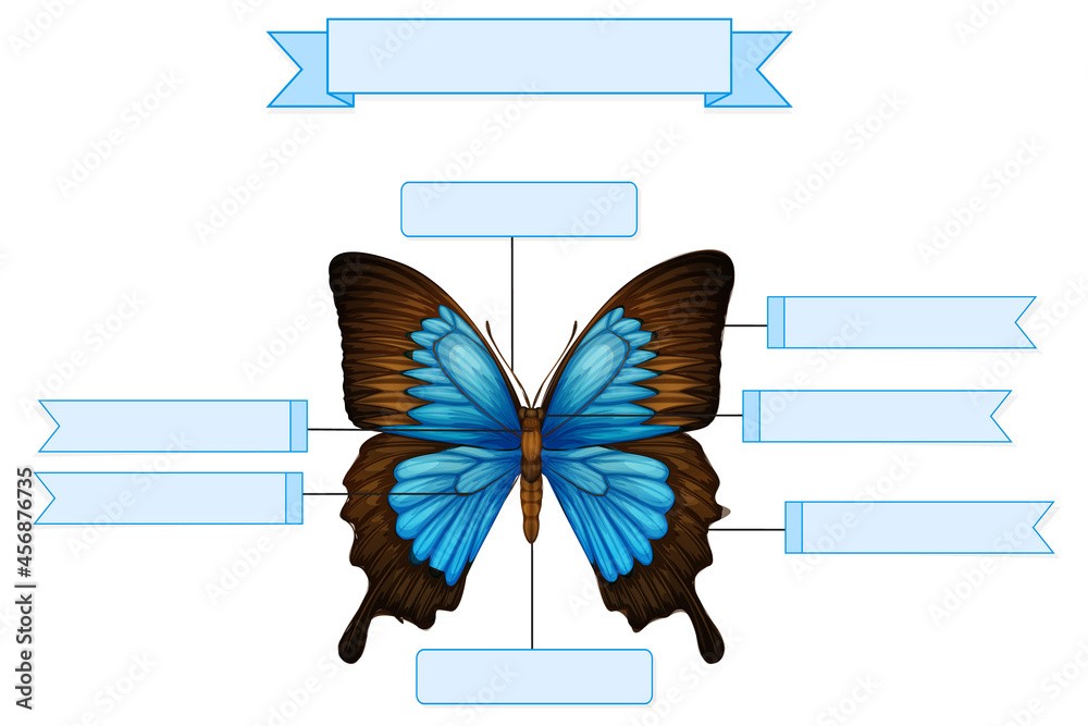 External Anatomy of a butterfly worksheet Stock Vector | Adobe Stock