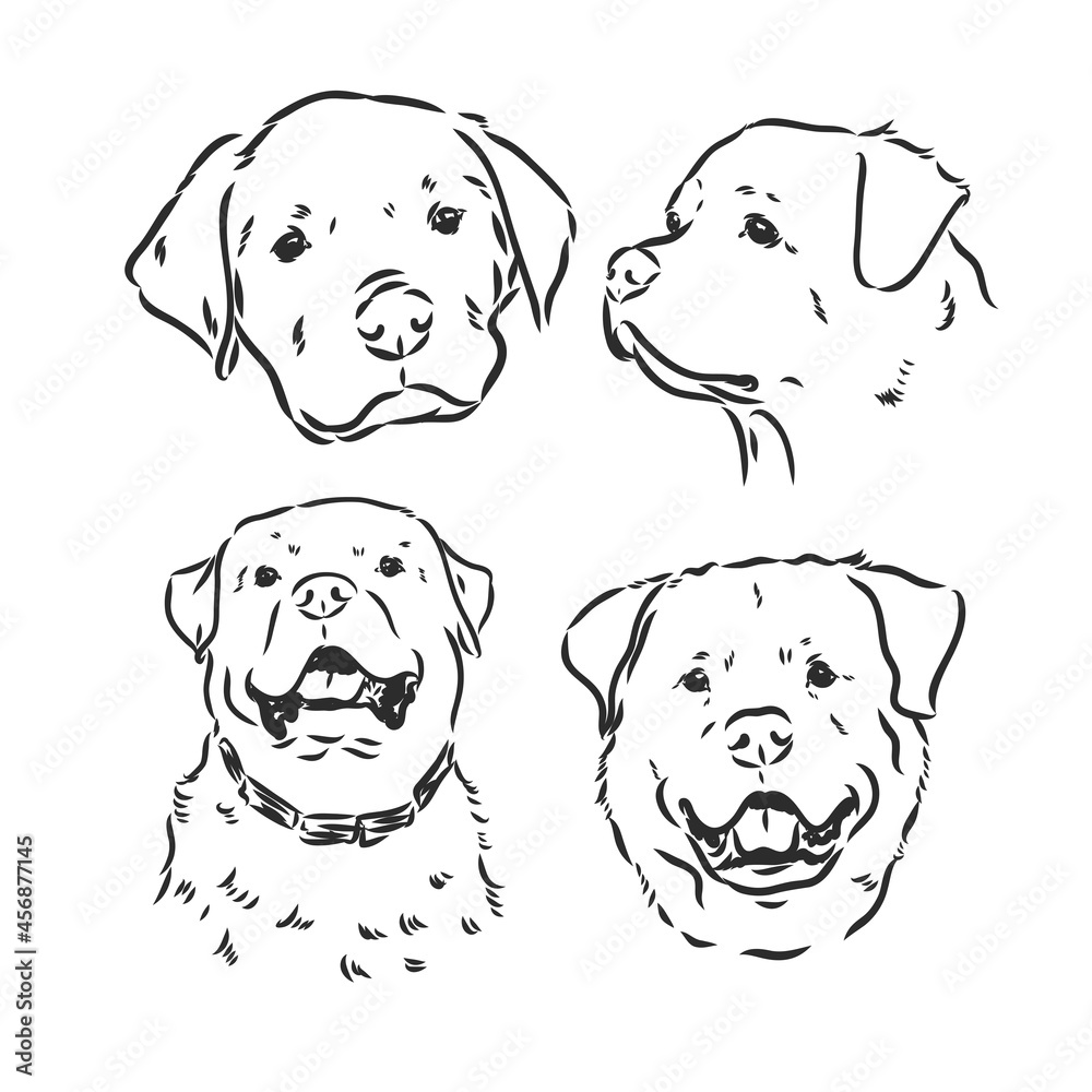 Rottweiler vector hand drawing monochrome illustration isolated on white background Rottweiler vector hand drawing monochrome illustration isolated on white background